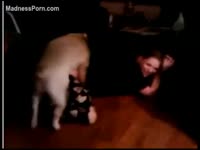 Bestiality Sex DVD - Russian redhead stands on her kneels and acquires dog's jock in her moist slit